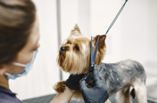 Relaxing Grooming Experience for Pets